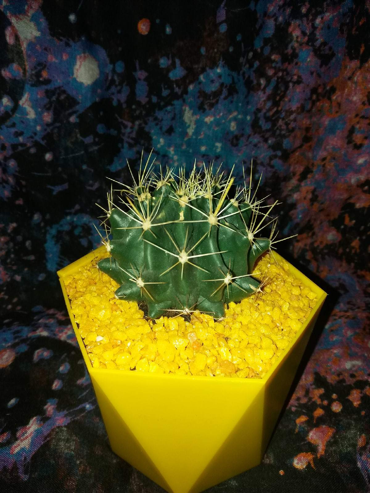 Homemade cactus - My, Cactus, Plant growing, Tag, Thumbs up, Cool, Unusual, beauty, Longpost