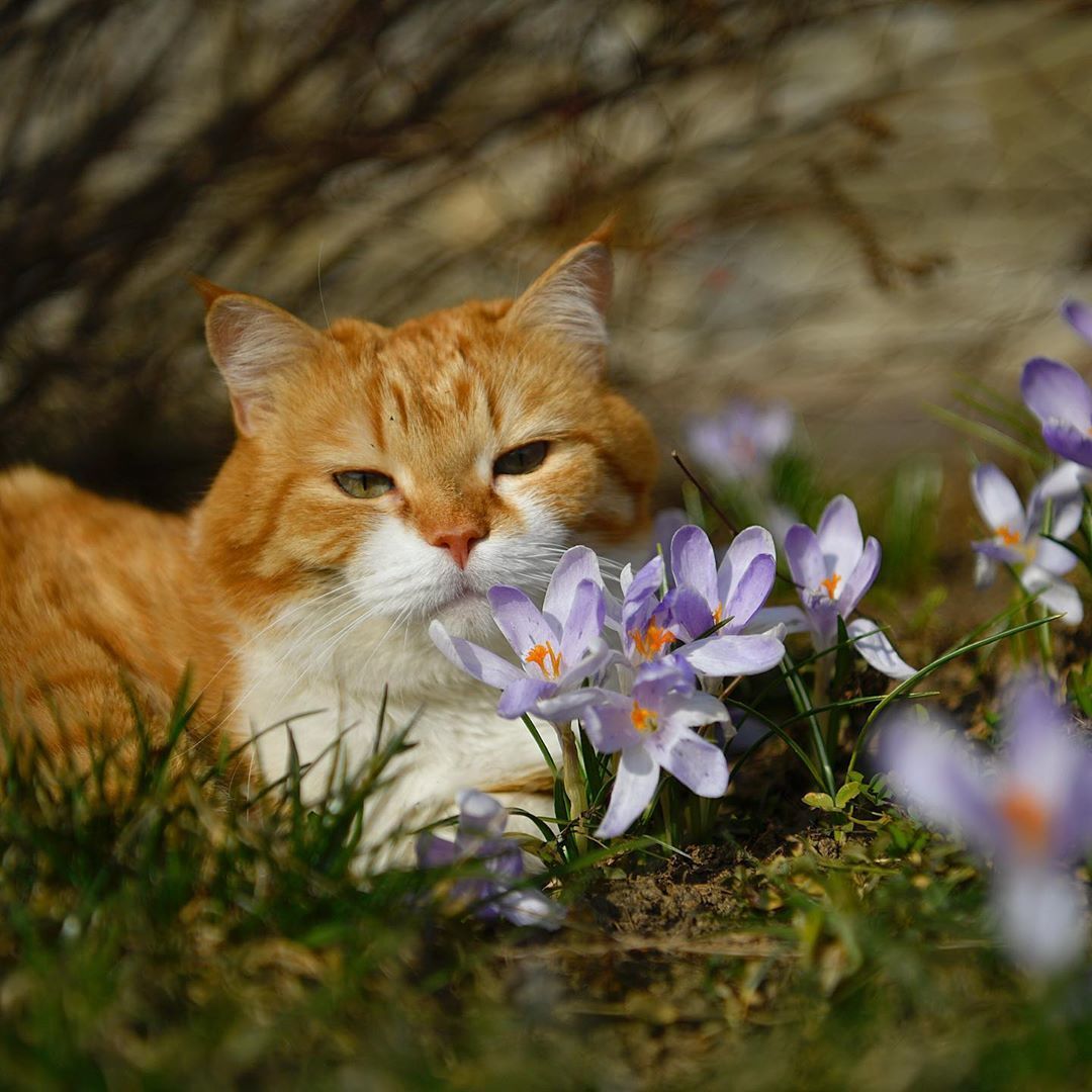 Red on Fridays! - My, cat, The photo, Longpost, Video