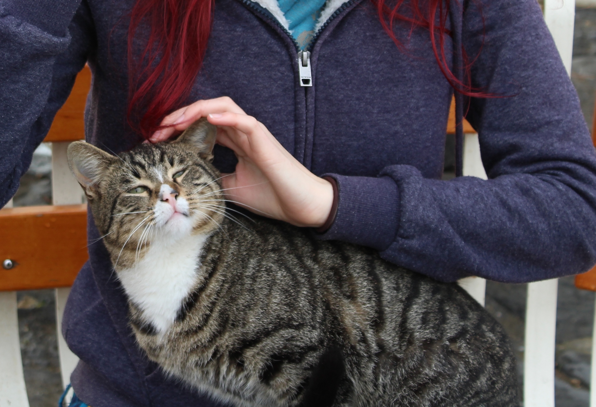 City of cats - My, Istanbul, cat, The photo, Longpost