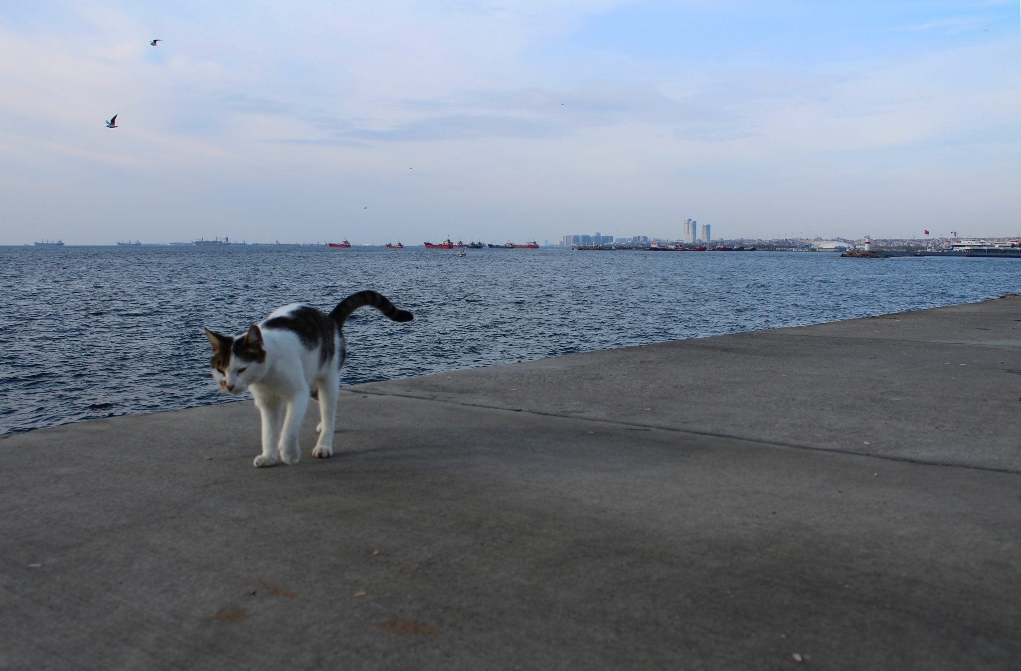 City of cats - My, Istanbul, cat, The photo, Longpost