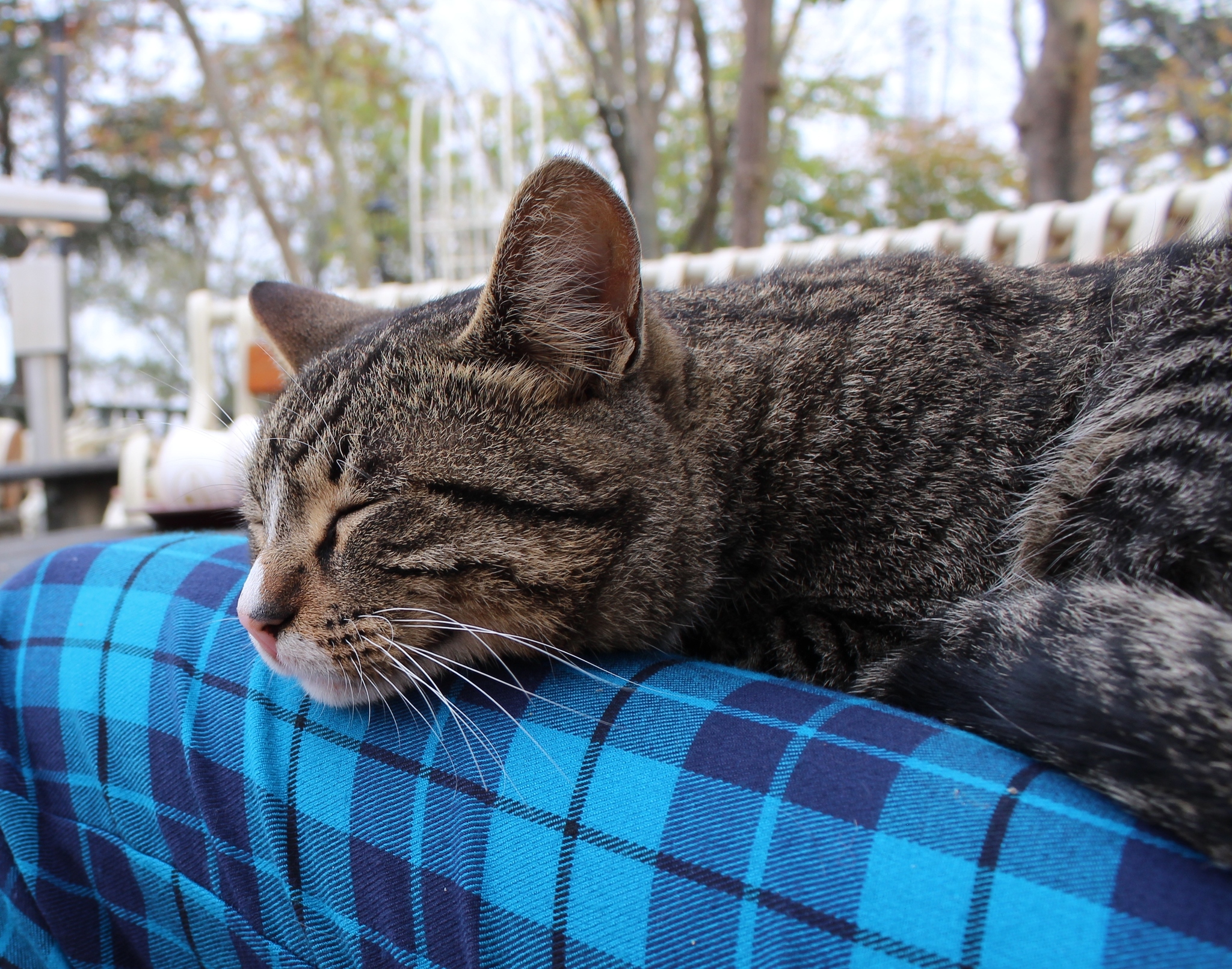 City of cats - My, Istanbul, cat, The photo, Longpost