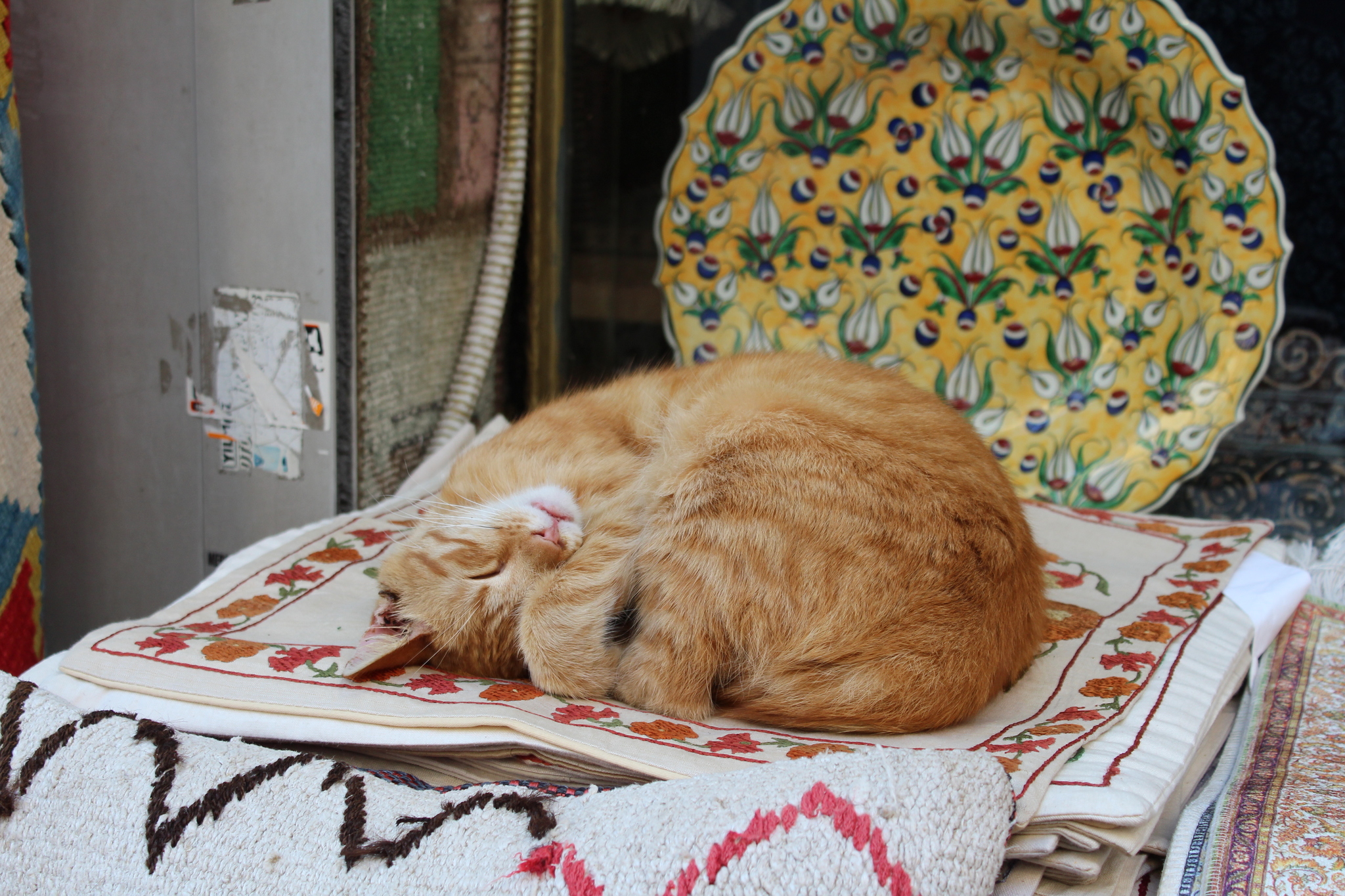 City of cats - My, Istanbul, cat, The photo, Longpost