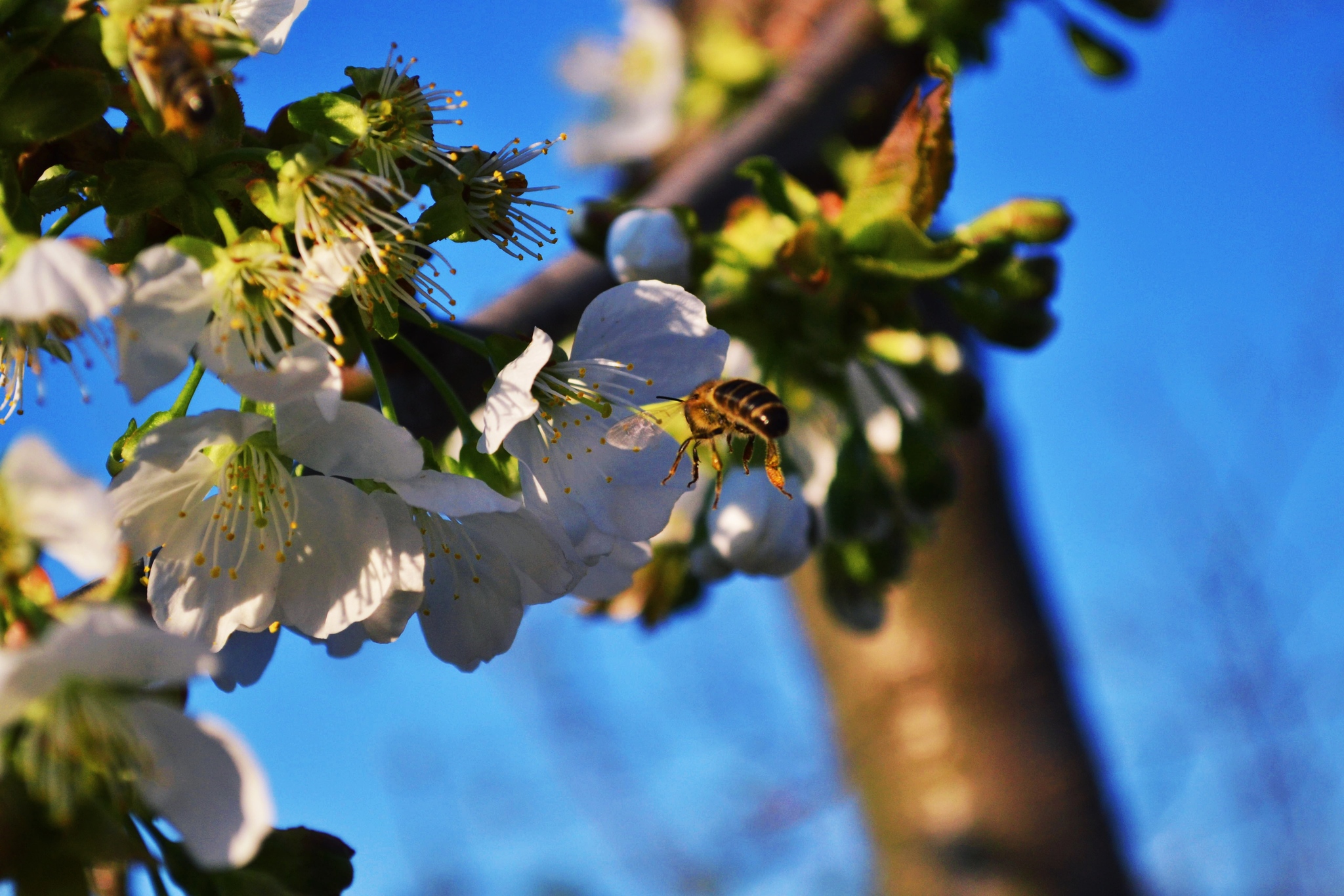 A little spring in your feed - My, The photo, Beginning photographer, Spring, Flowers, Bees, Longpost