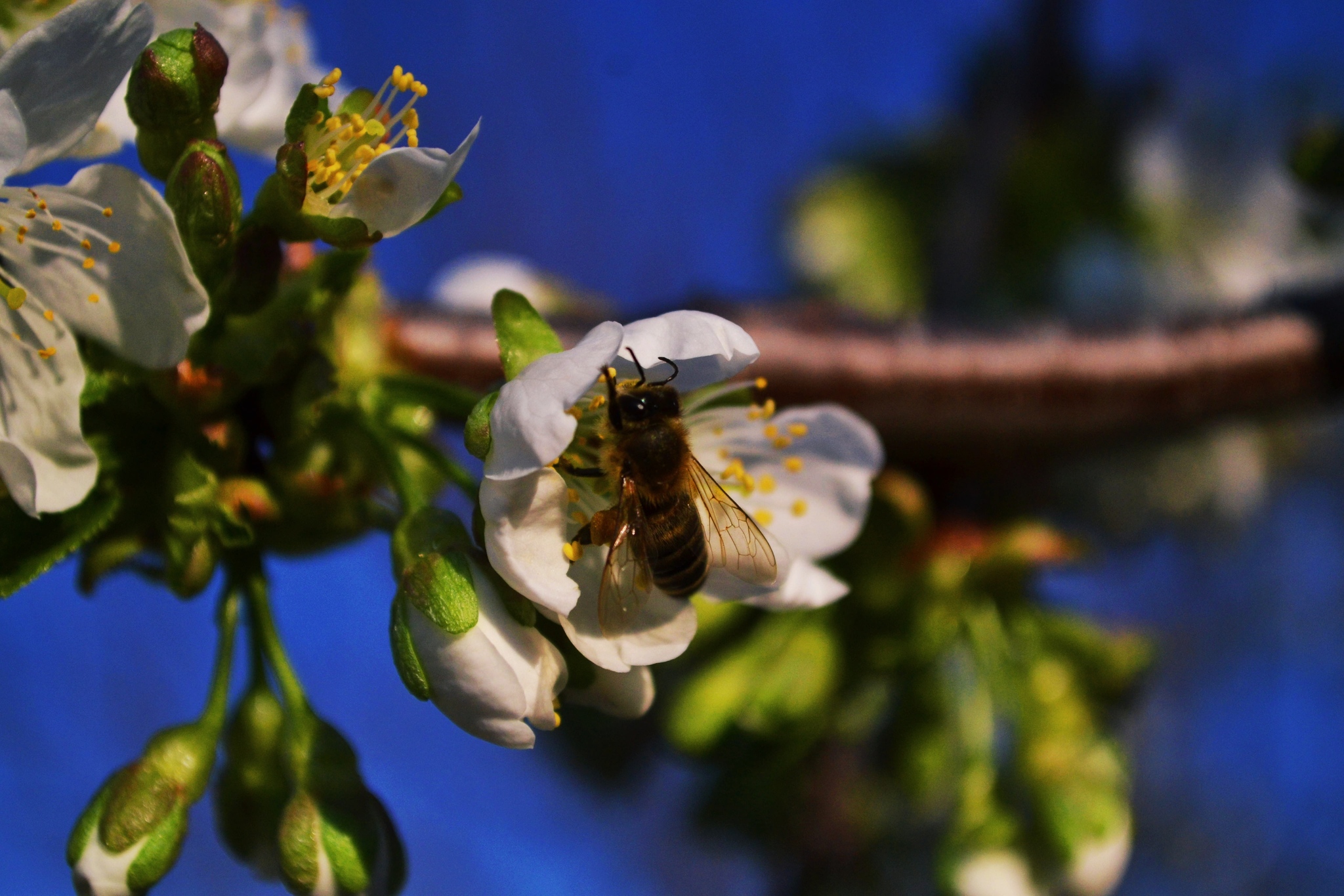 A little spring in your feed - My, The photo, Beginning photographer, Spring, Flowers, Bees, Longpost