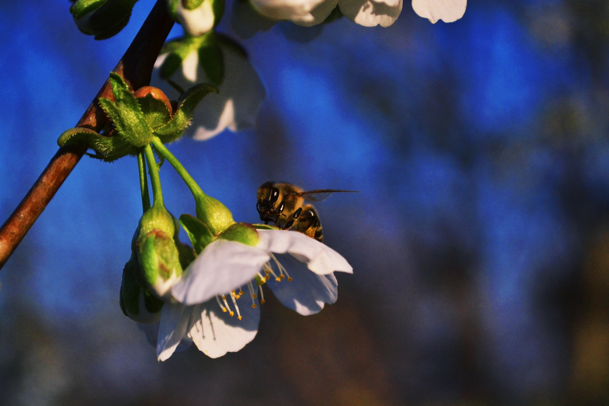 A little spring in your feed - My, The photo, Beginning photographer, Spring, Flowers, Bees, Longpost