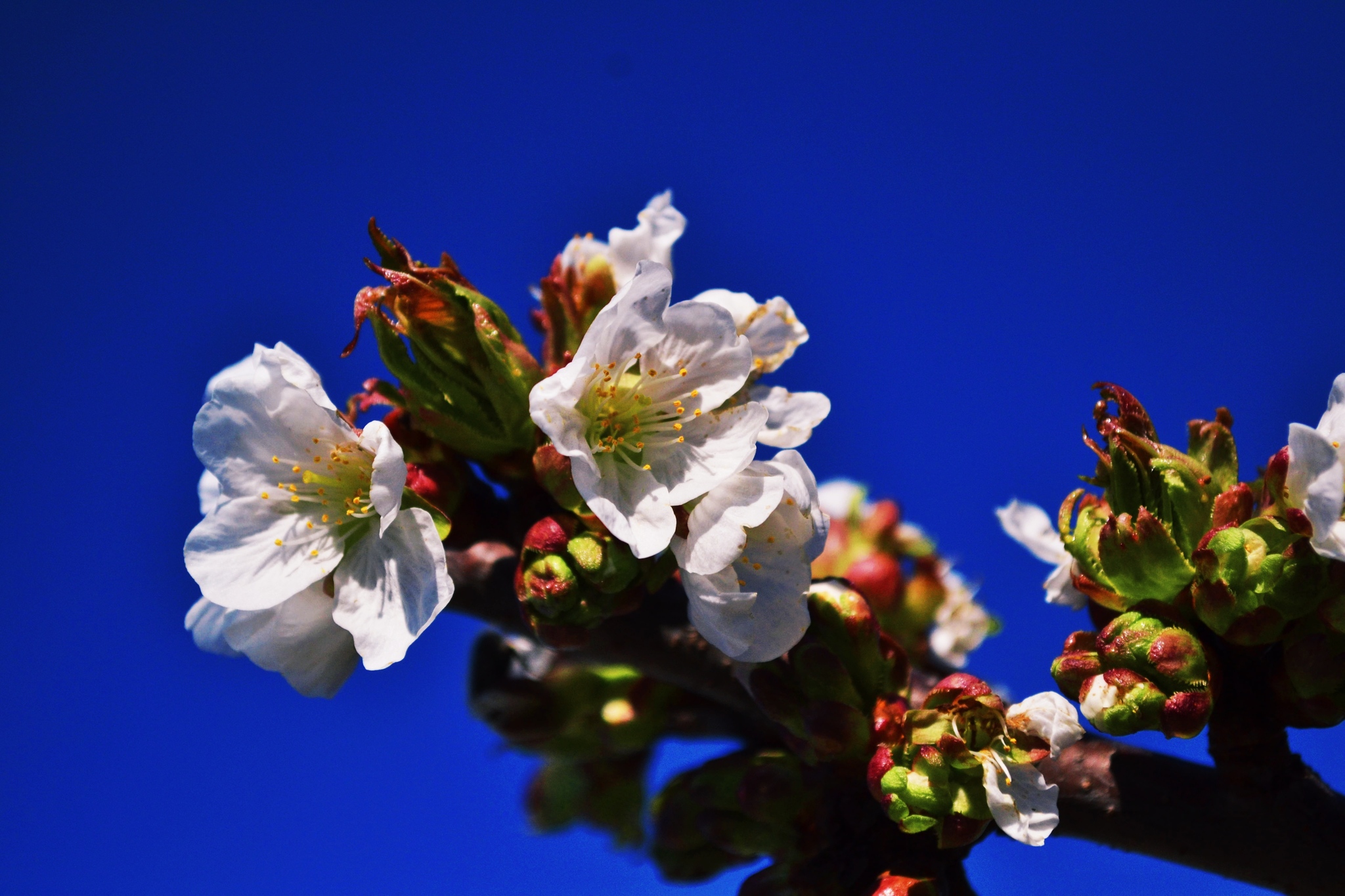 A little spring in your feed - My, The photo, Beginning photographer, Spring, Flowers, Bees, Longpost