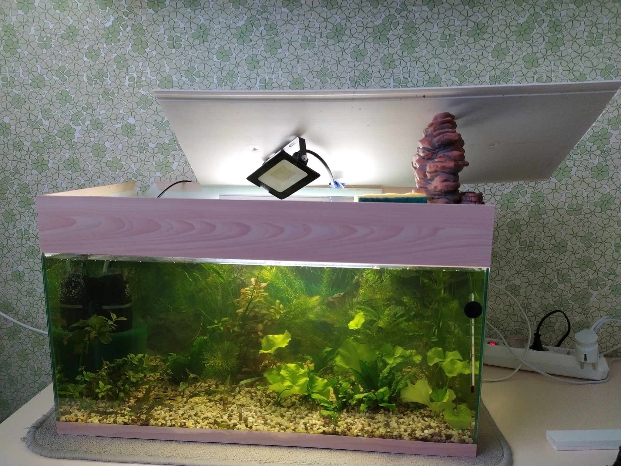 Budget lighting in 20 minutes - Aquarium, Aquarium plants, Aquarium fish, Longpost