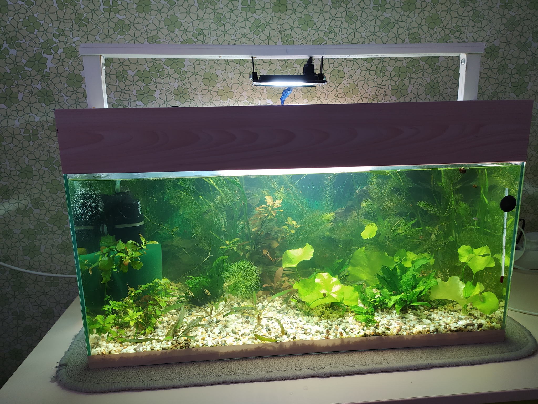 Budget lighting in 20 minutes - Aquarium, Aquarium plants, Aquarium fish, Longpost