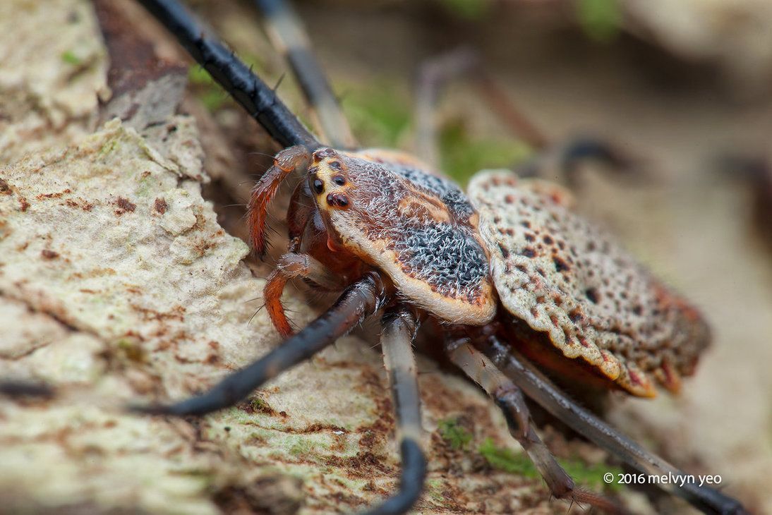 #15 - Spider, Mat, Longpost, Trypophobia