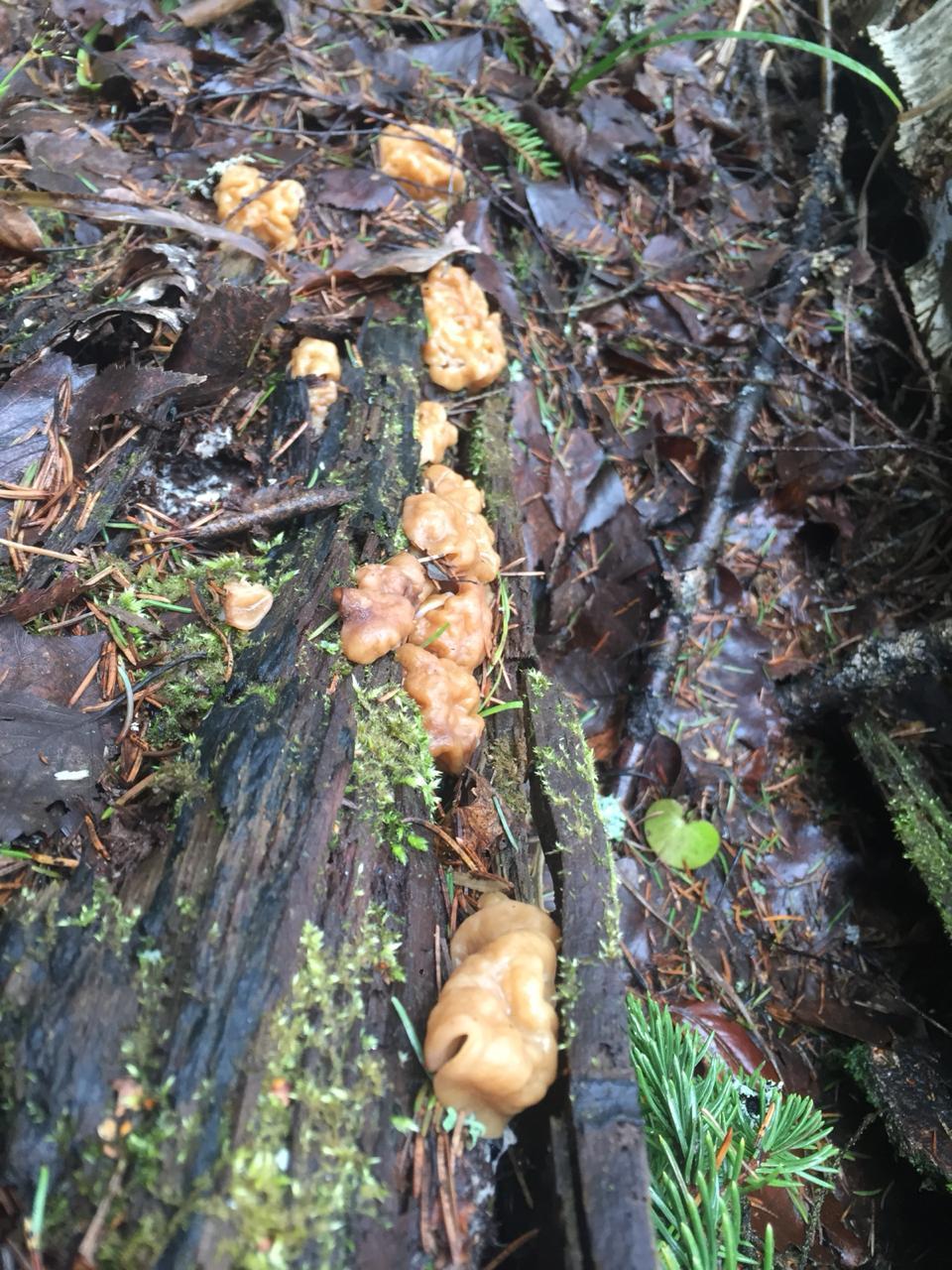 Have you already gone mushroom picking? - My, Morels, Fancy food, Longpost