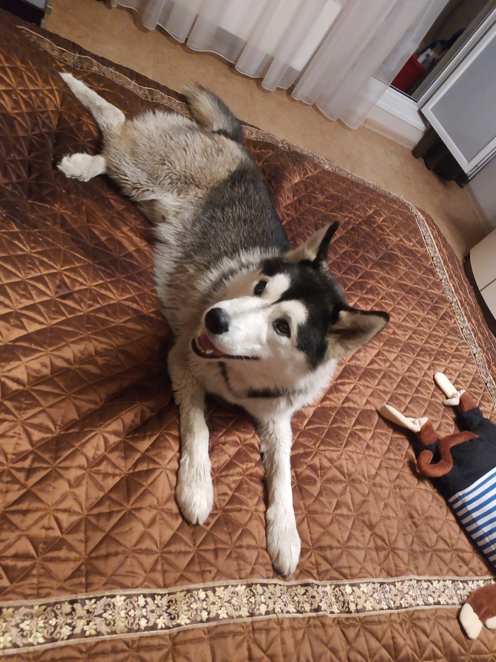 A dog was found - My, The dog is missing, Found a dog, Alaskan Malamute, Husky, Odintsovo, Longpost, No rating