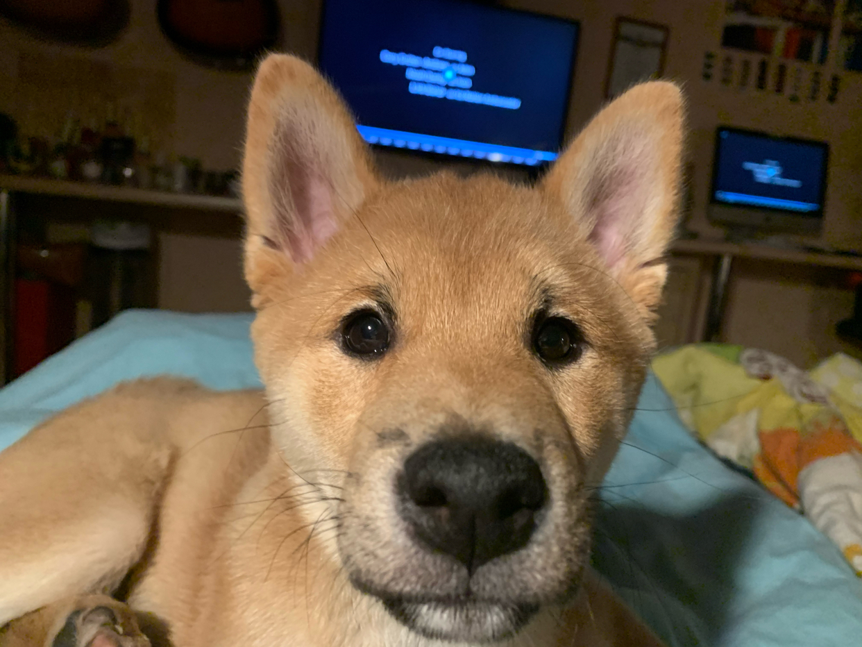 The cutest look - My, Shiba Inu, Eyes, Milota, Love, The charm, Dog