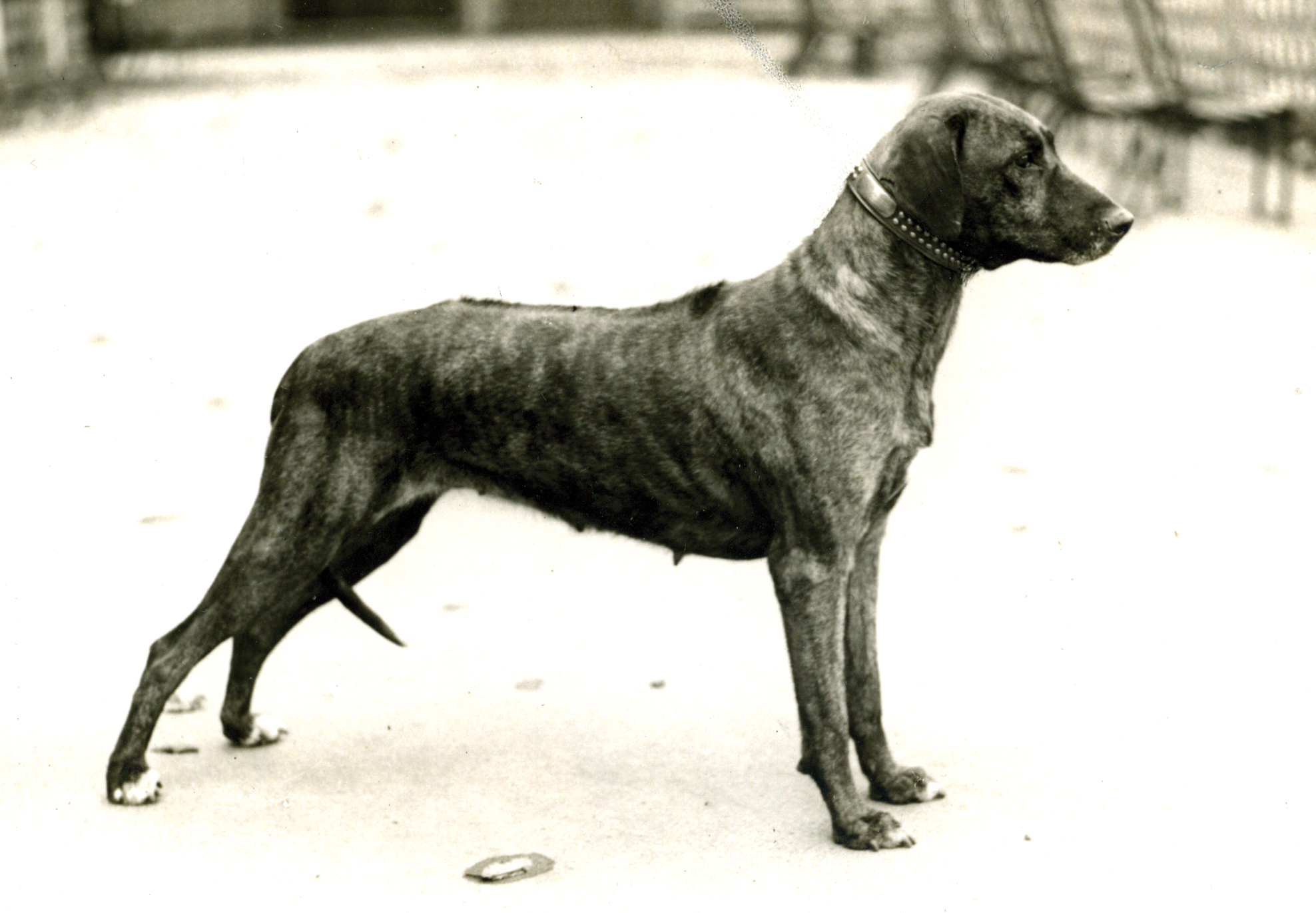 About dog breeds No. 126. Rhodesian Ridgeback - Dog, Dog breeds, Rhodesian Ridgeback, Video, Longpost
