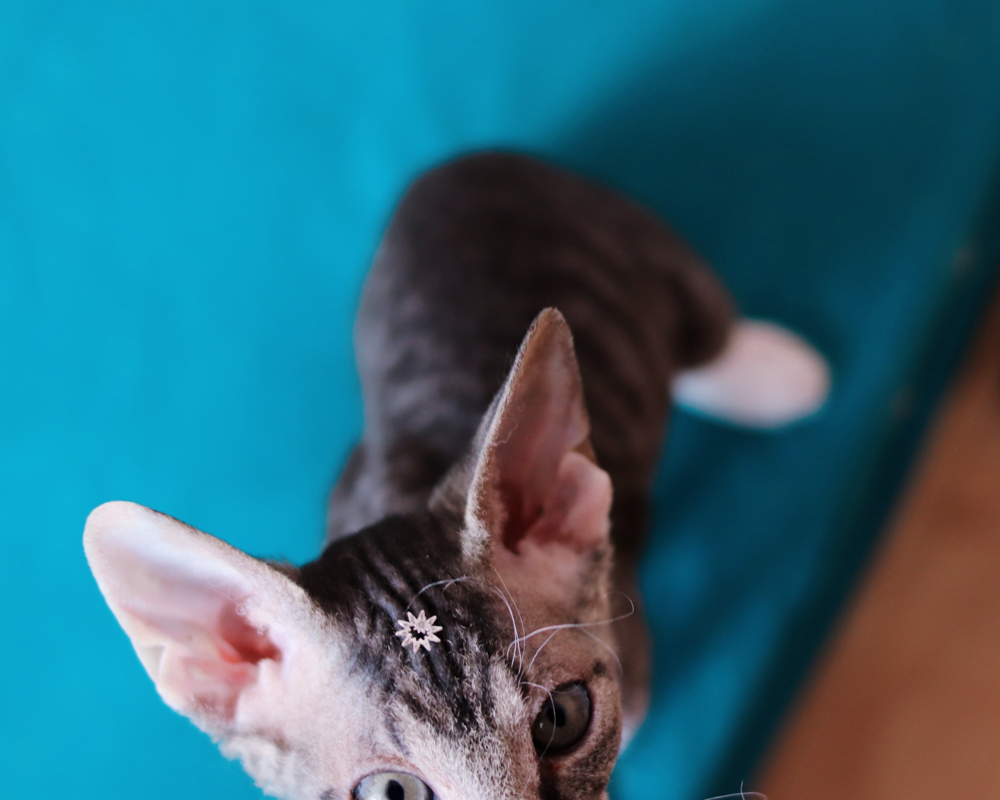 Star in the forehead - My, Pets, Velour Sphinx, Easter, Longpost, cat, Kittens