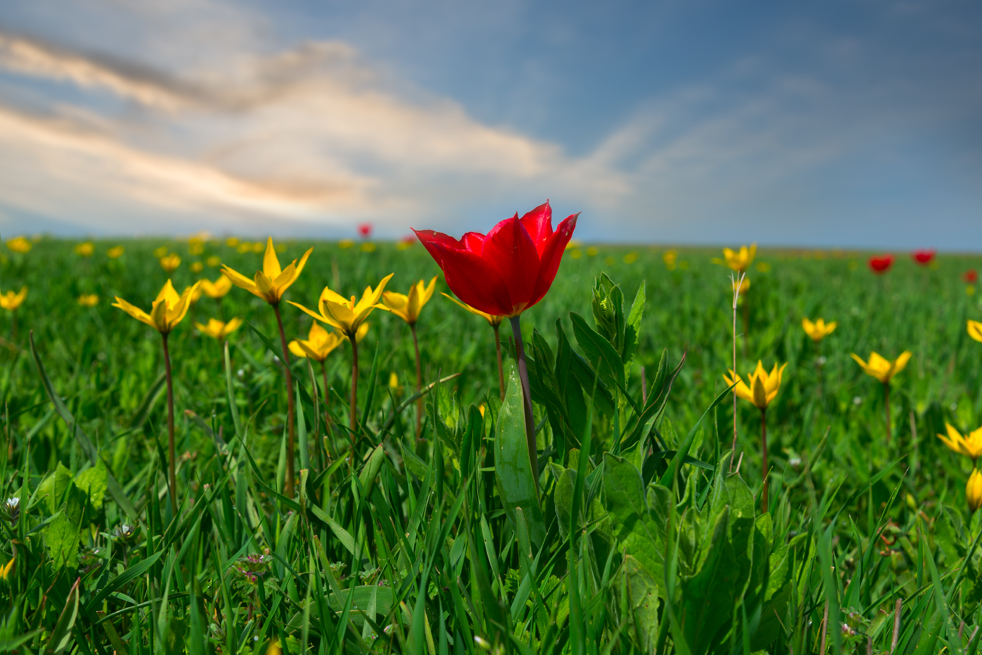 Wild tulips of Kalmykia - My, Schrenck tulips, Kalmykia, Spring, Longpost