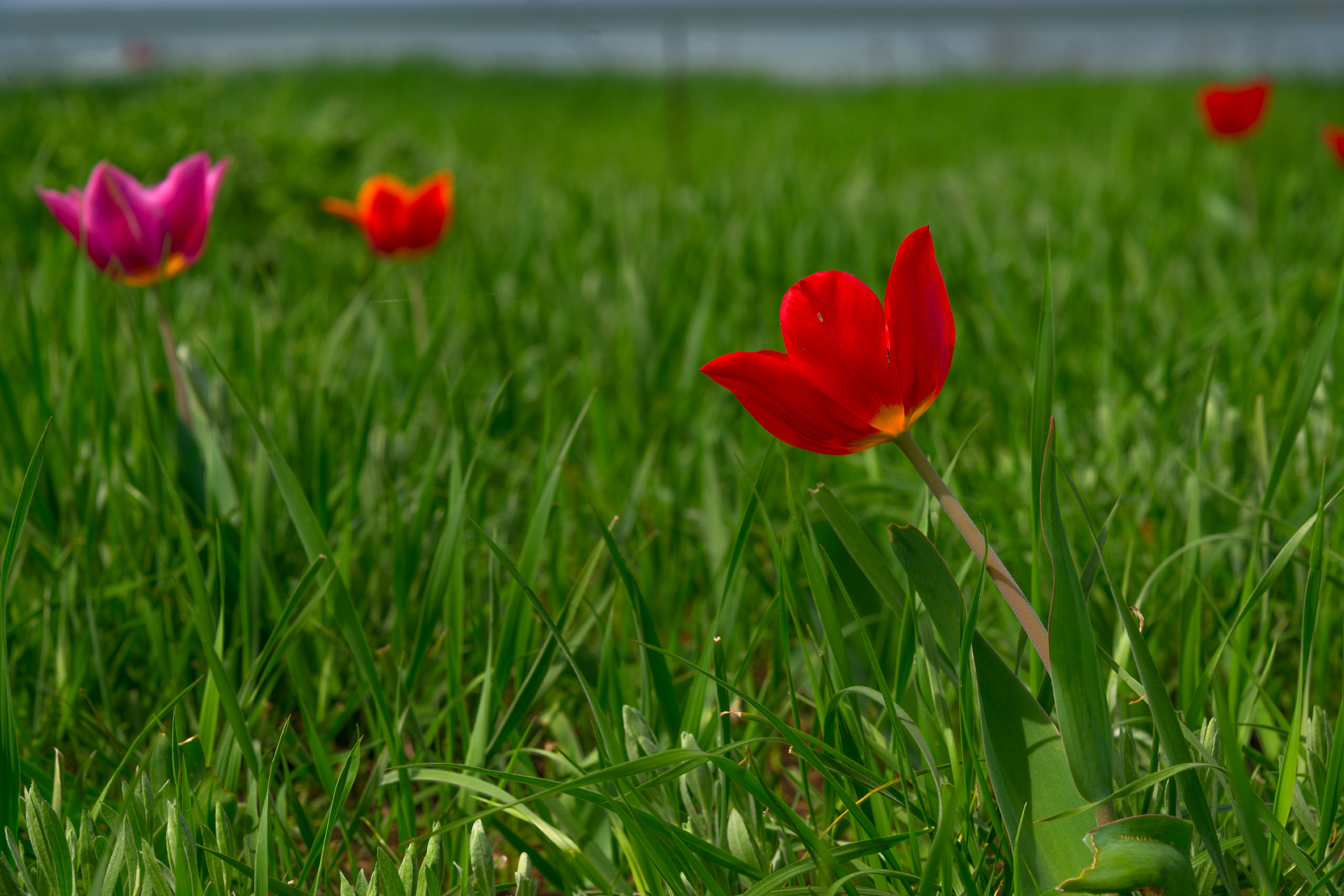 Wild tulips of Kalmykia - My, Schrenck tulips, Kalmykia, Spring, Longpost