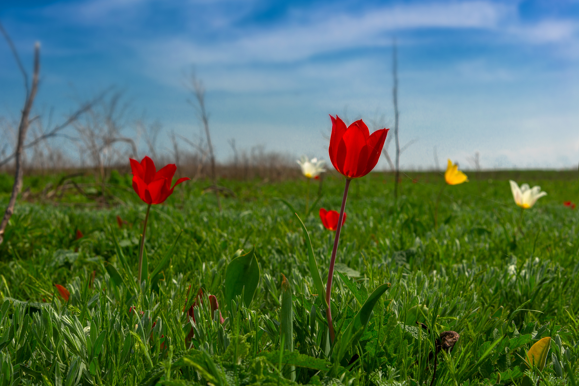 Wild tulips of Kalmykia - My, Schrenck tulips, Kalmykia, Spring, Longpost