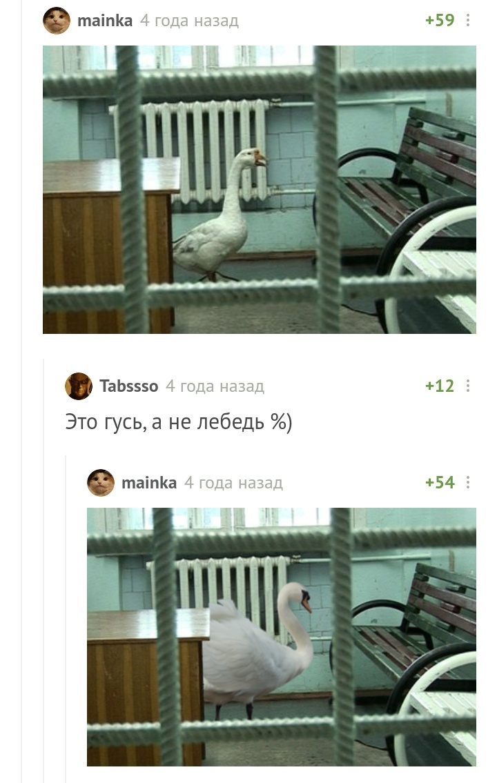 Angry Birds - Comments on Peekaboo, Swans, GIF, Longpost, Mat