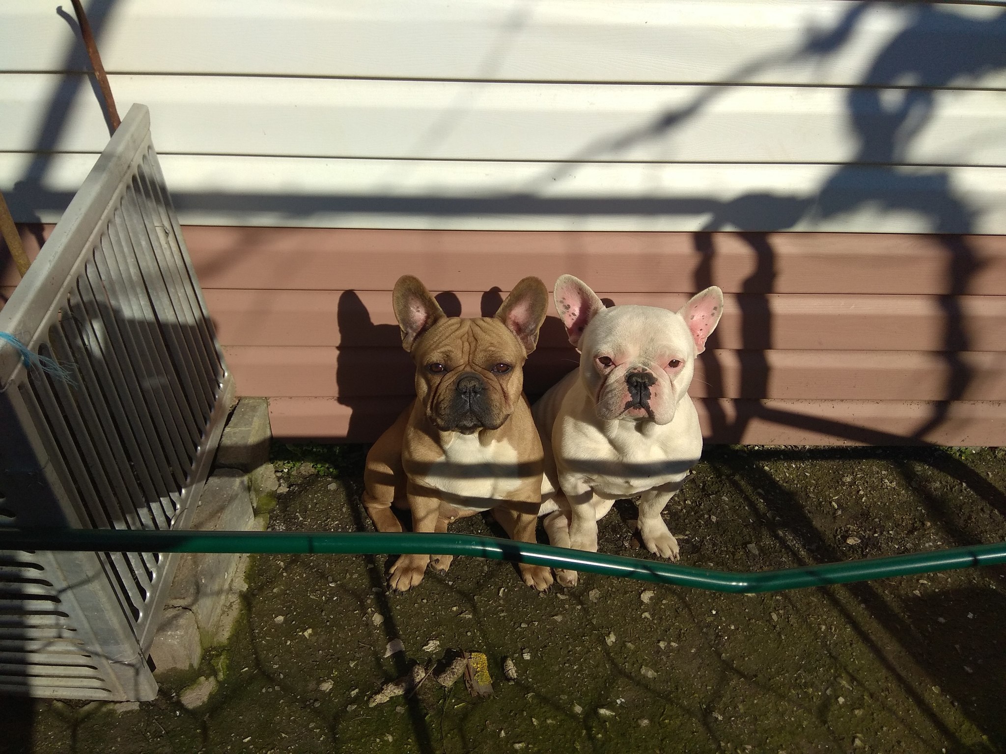 Meet Veniamin and Georgy) - My, Dog, French Bulldog, Pets, Longpost