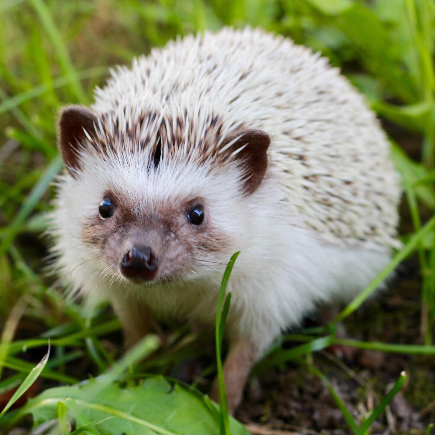 Not everything that looks like a hedgehog is a hedgehog! - My, Hedgehog, Porcupine, Echidna, Tenrek, Diversity, Nature, Animals, Informative, Longpost