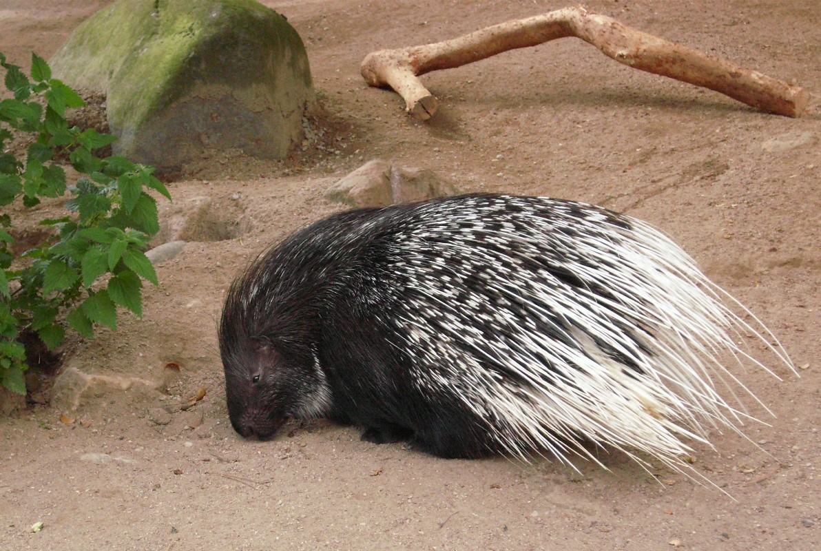 Not everything that looks like a hedgehog is a hedgehog! - My, Hedgehog, Porcupine, Echidna, Tenrek, Diversity, Nature, Animals, Informative, Longpost