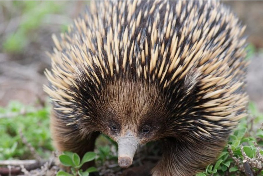 Not everything that looks like a hedgehog is a hedgehog! - My, Hedgehog, Porcupine, Echidna, Tenrek, Diversity, Nature, Animals, Informative, Longpost