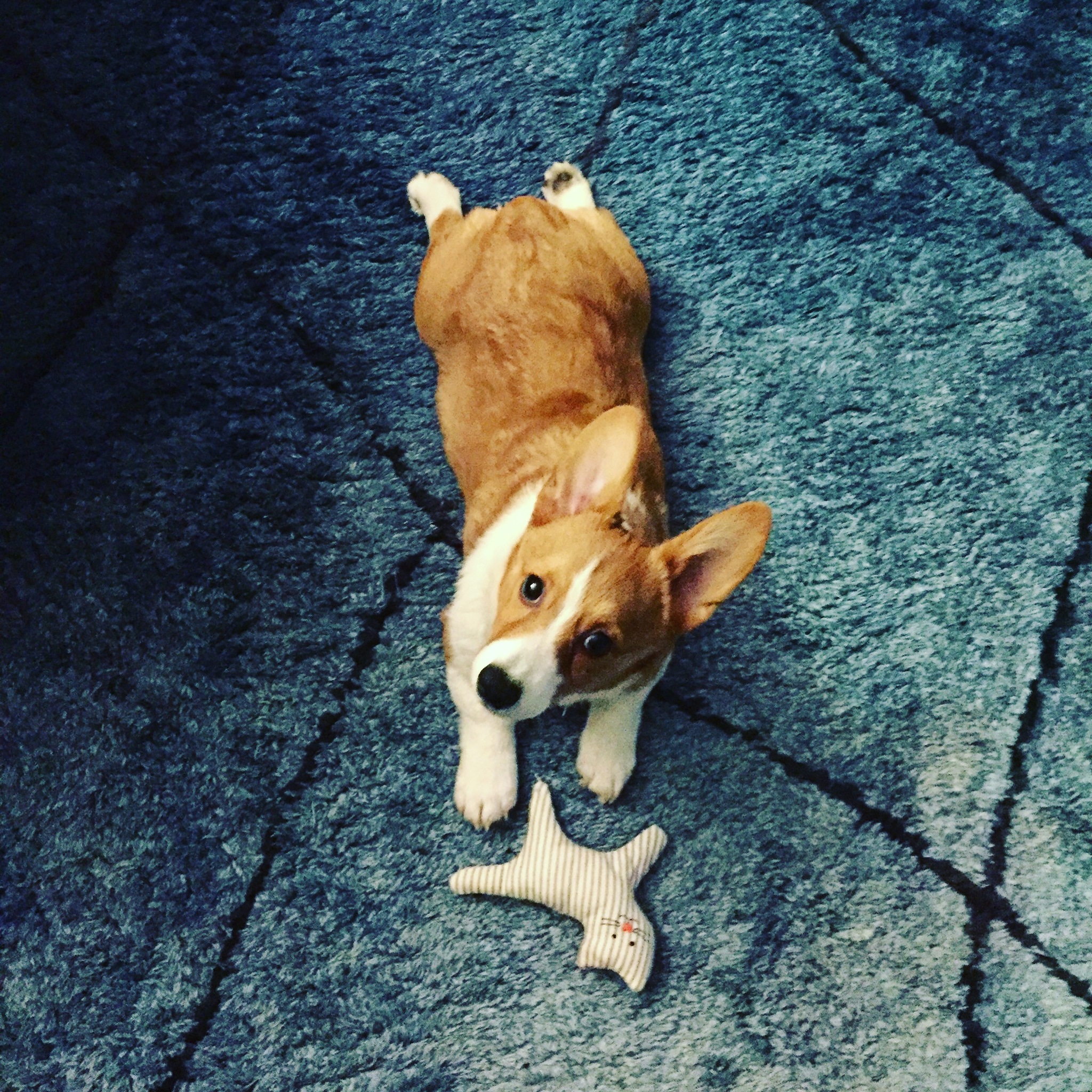 Corgi named Olive - My, Corgi, Dog, Longpost