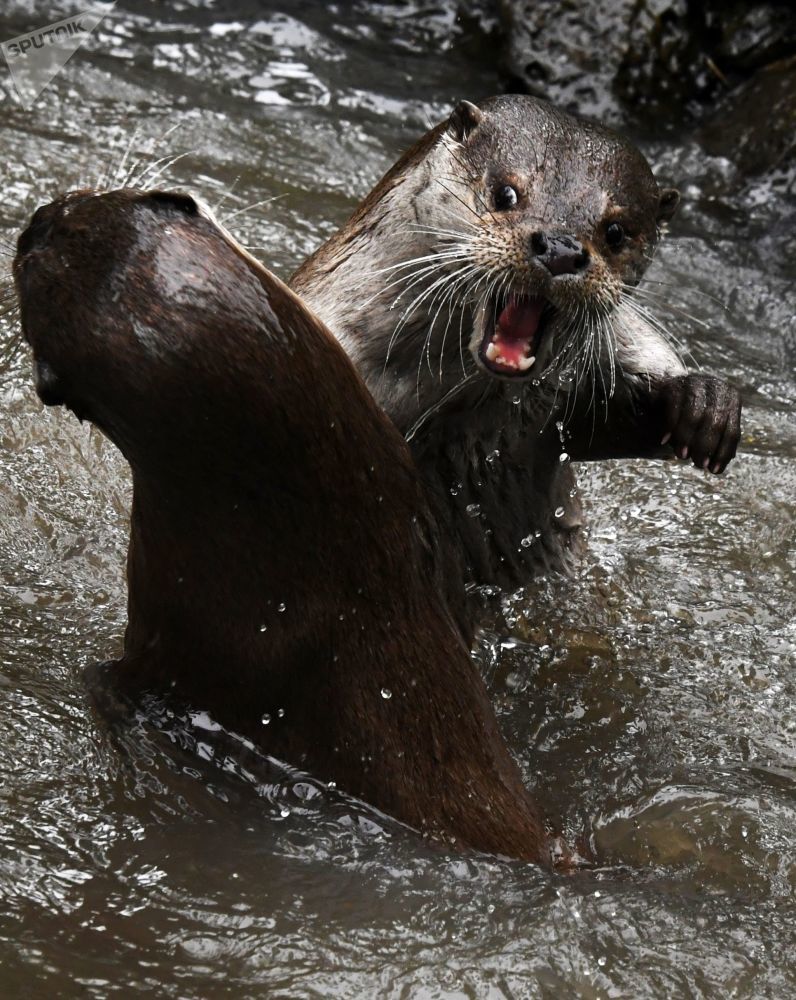 Showdown in Otterland - Otter, Milota, Nature, Positive