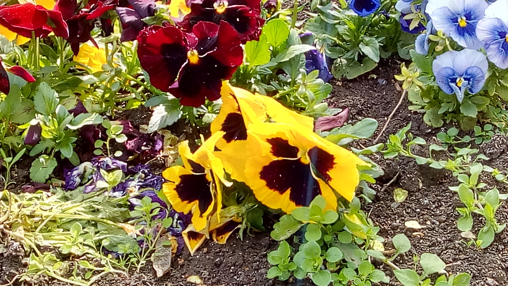 Let's dilute the feed with something positive))) - My, Positive, Spring, Flowers, Pansies, Longpost