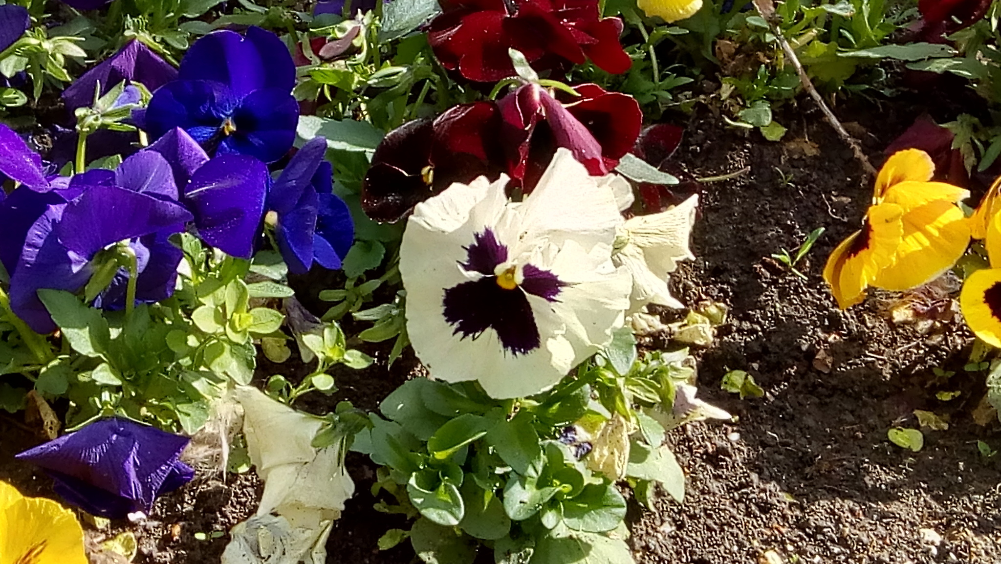 Let's dilute the feed with something positive))) - My, Positive, Spring, Flowers, Pansies, Longpost