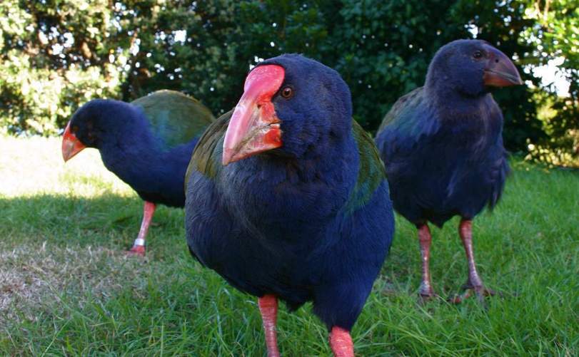 TAKAHE (Porphyrio hochstetteri) - Interesting, Animals, Longpost, Mat, Takahe, Birds