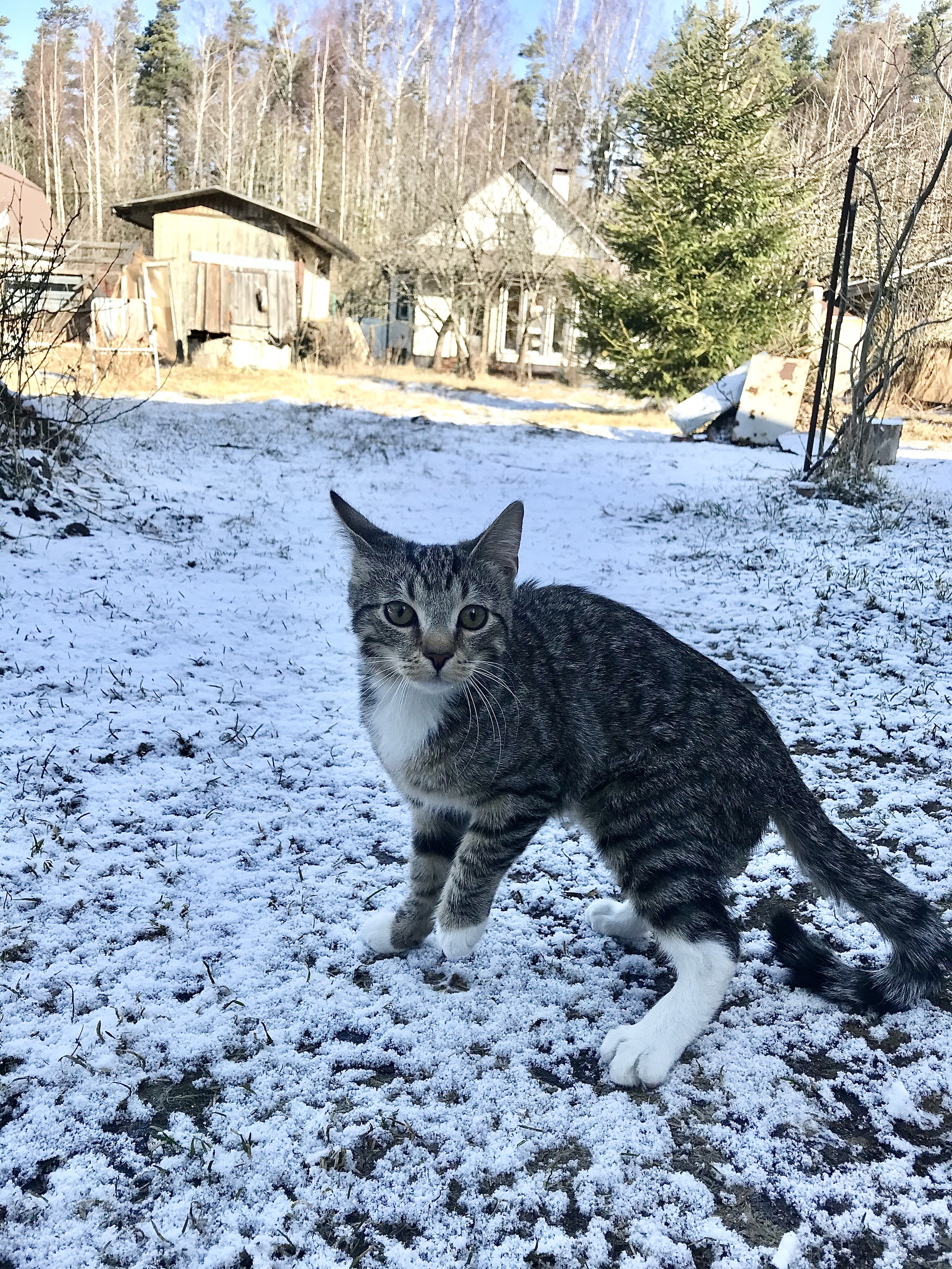 The cat saw snow for the first time - My, cat, Pets, Dacha, Longpost, Snow