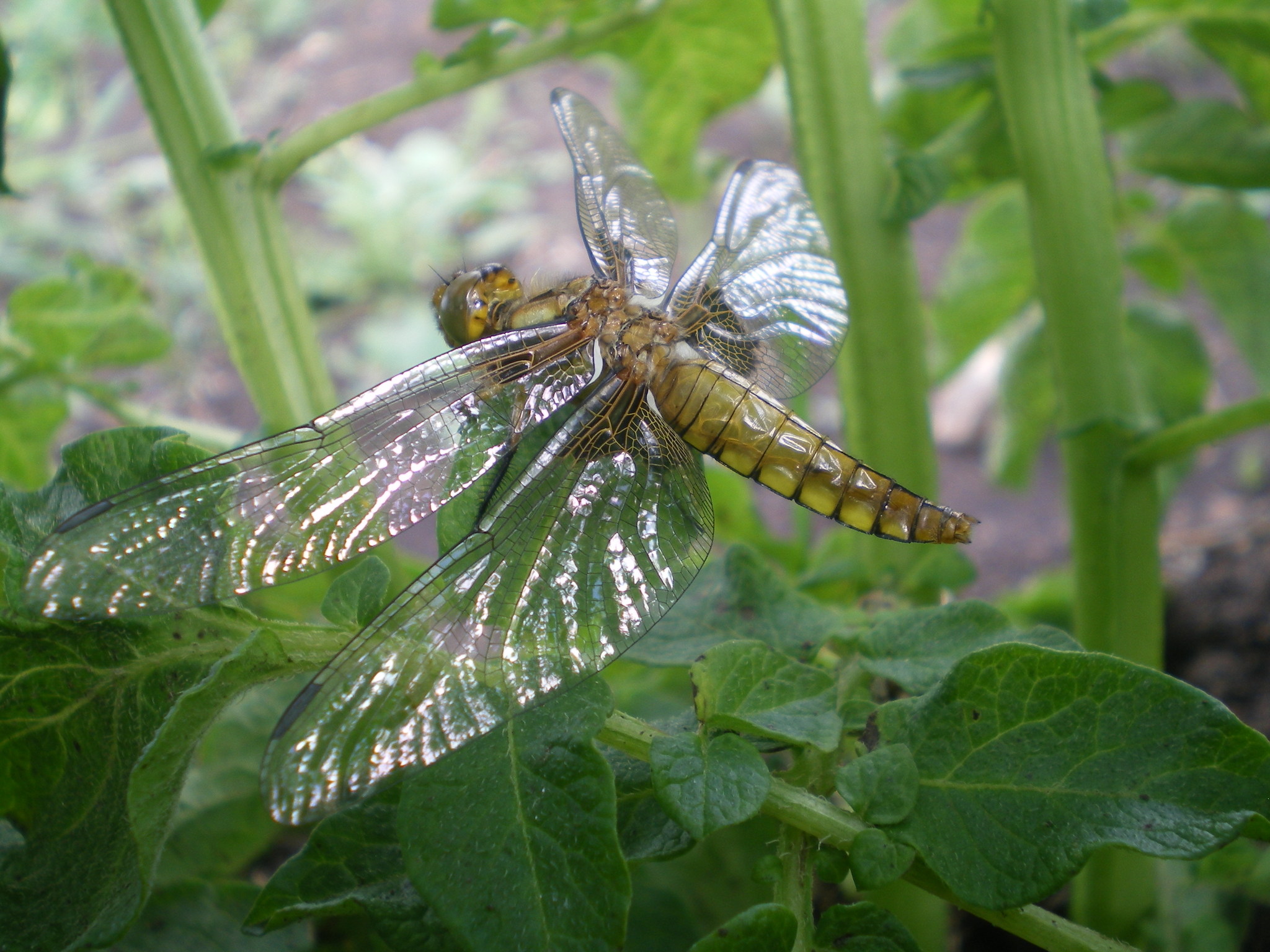 My experience in macro photography - My, The photo, Macro photography, Animals, Insects, Photographer, Flowers, Longpost