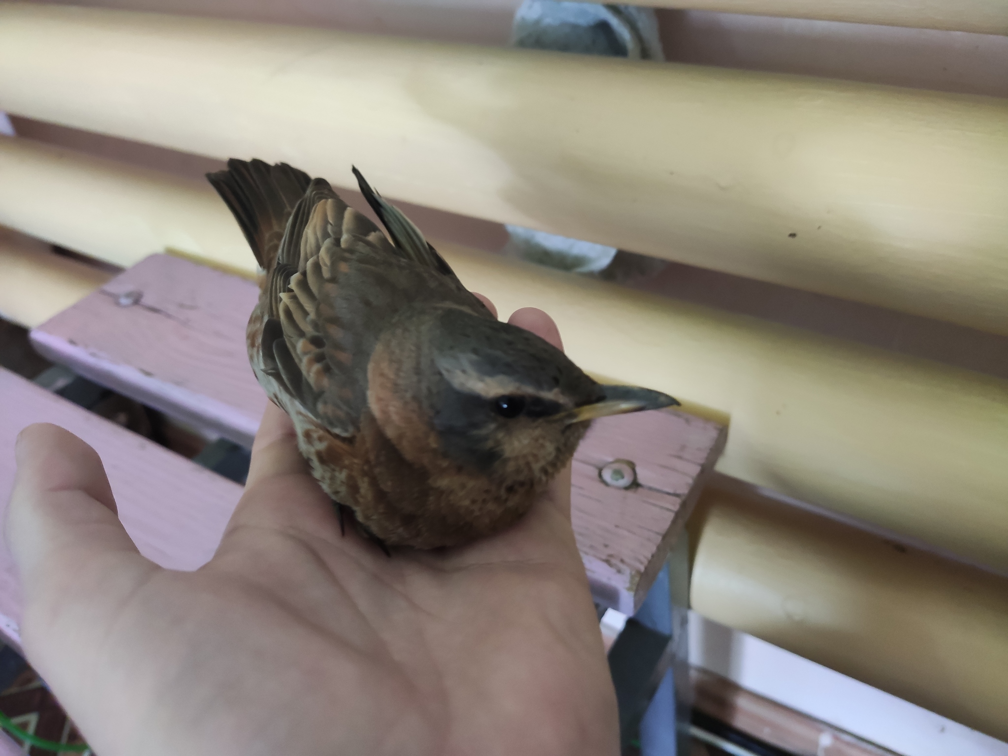 Help me determine - My, Birds, Winter, Longpost