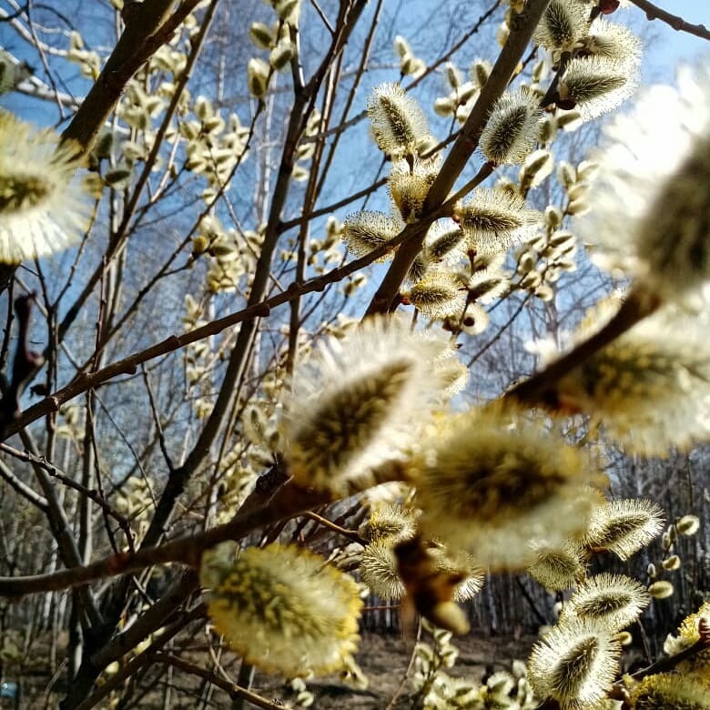 A little spring and nature! - My, Bees, Spring, Morels, Longpost