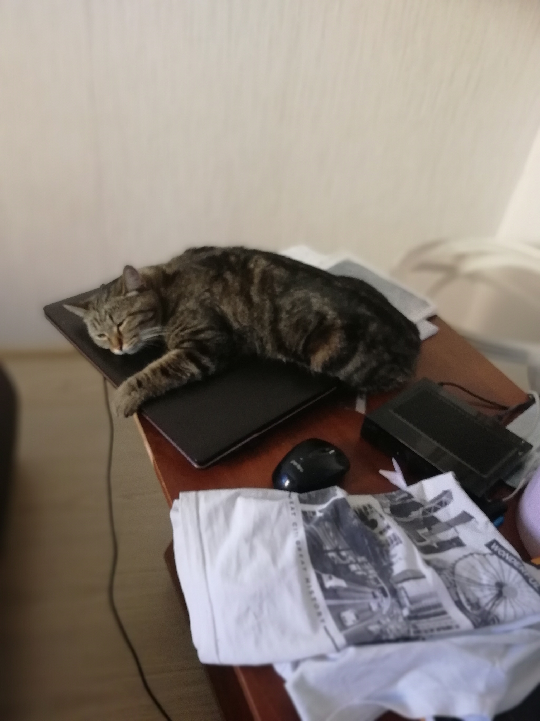 I'm remote - My, cat, Work, Remote work, Fatigue