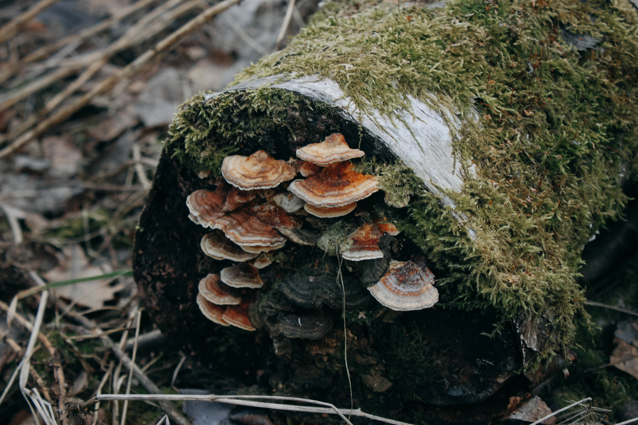 Walks of the Forest Witch - My, Forest, Nature, Frogs, Mushrooms, Rose hip, atmospheric place, Dusk, Canon 500D, Longpost