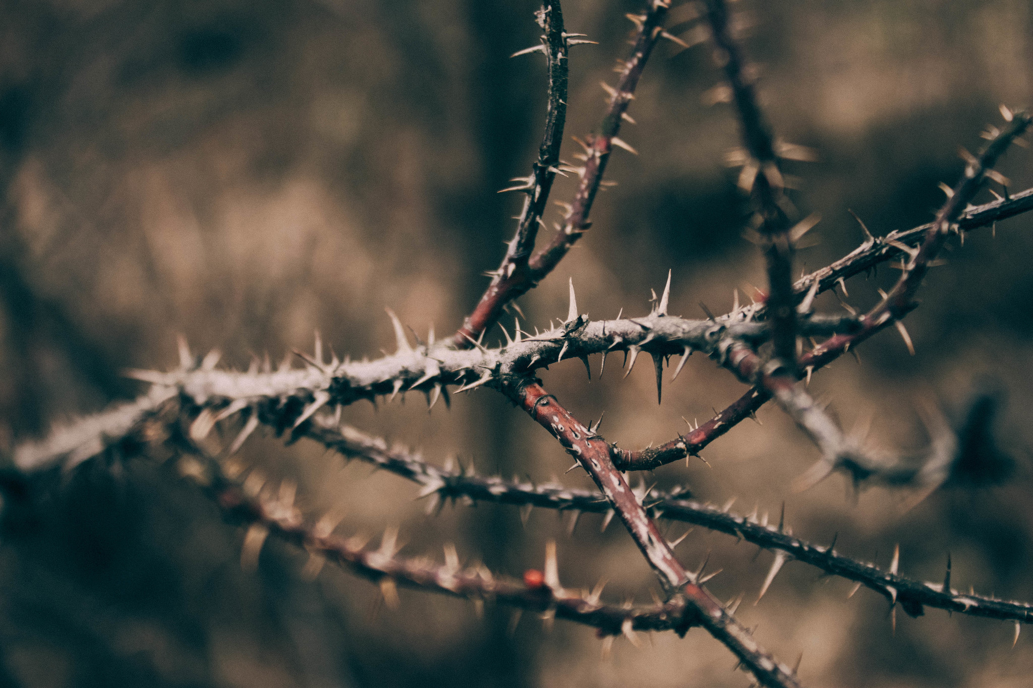 Walks of the Forest Witch - My, Forest, Nature, Frogs, Mushrooms, Rose hip, atmospheric place, Dusk, Canon 500D, Longpost