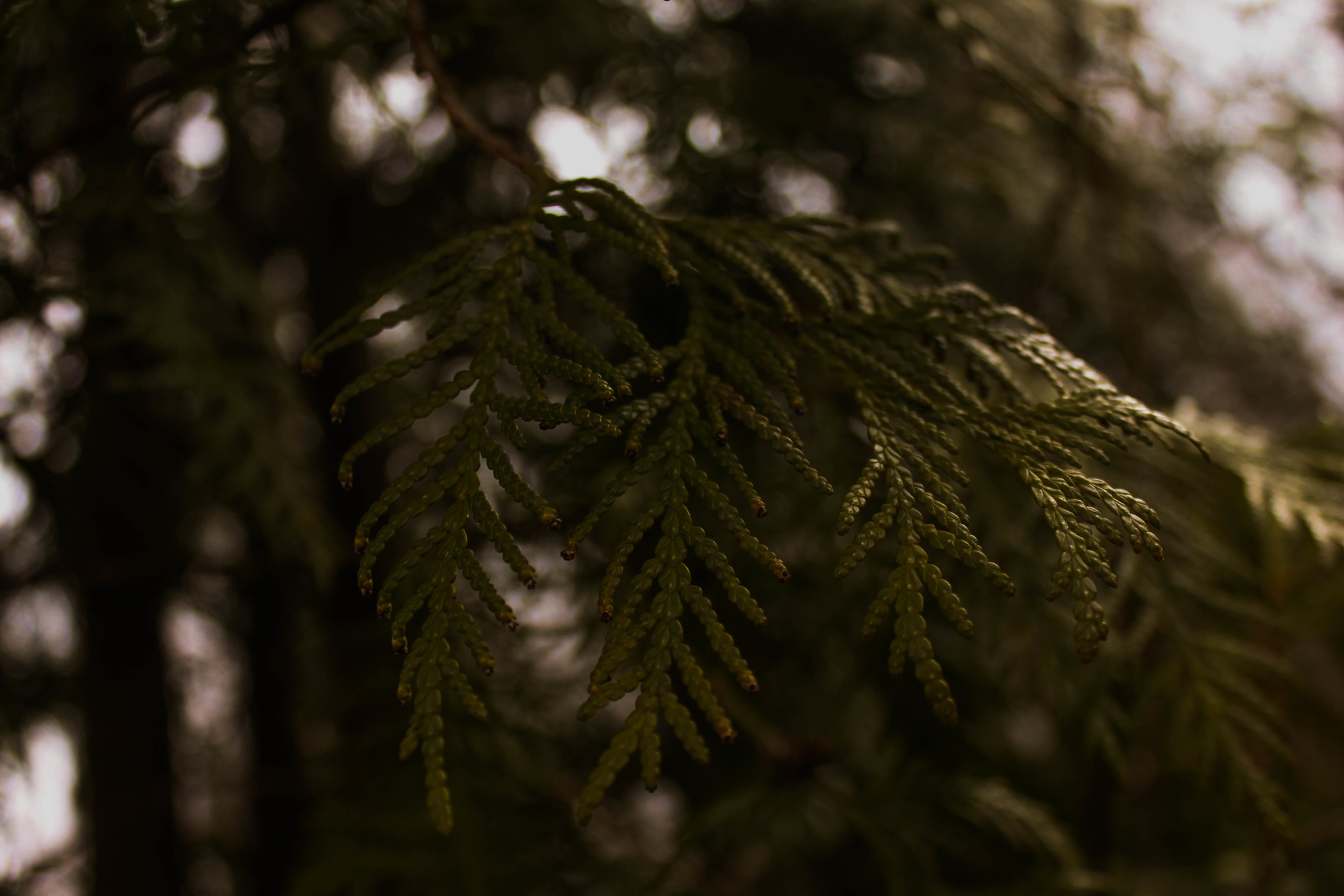 Walks of the Forest Witch - My, Forest, Nature, Frogs, Mushrooms, Rose hip, atmospheric place, Dusk, Canon 500D, Longpost