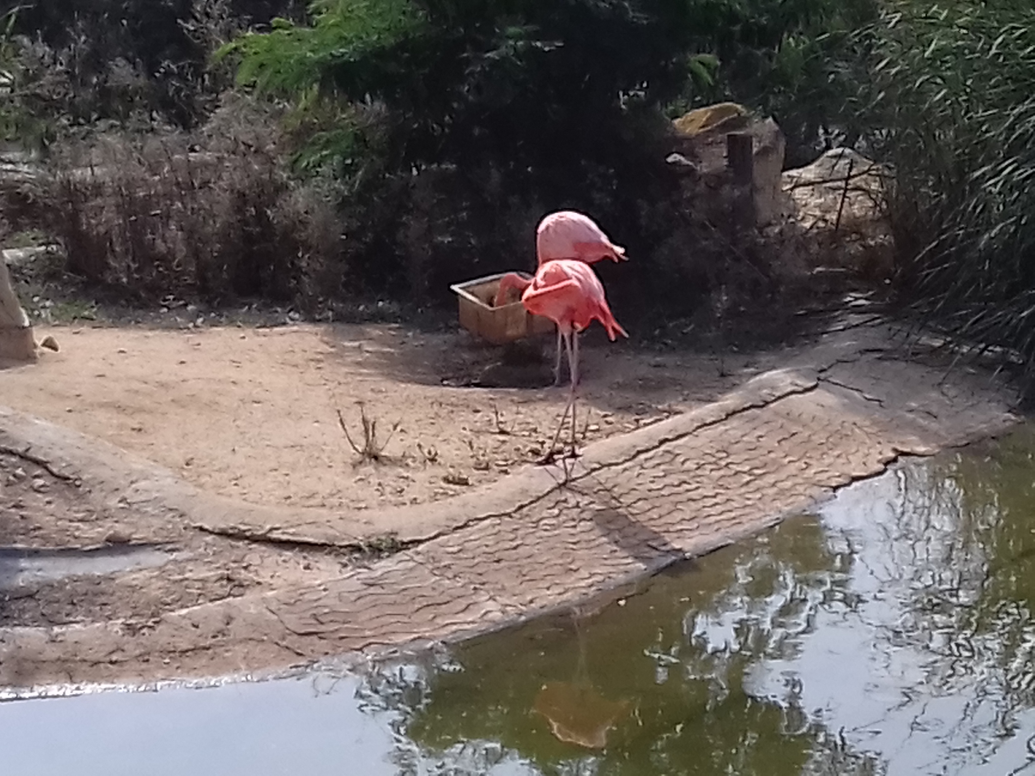 Тунис.Зоопарк Фригия(Friguia Animal Park) - Моё, Тунис, Хаммамет, Фригия, Отдых, Путешествия, Животные, Длиннопост