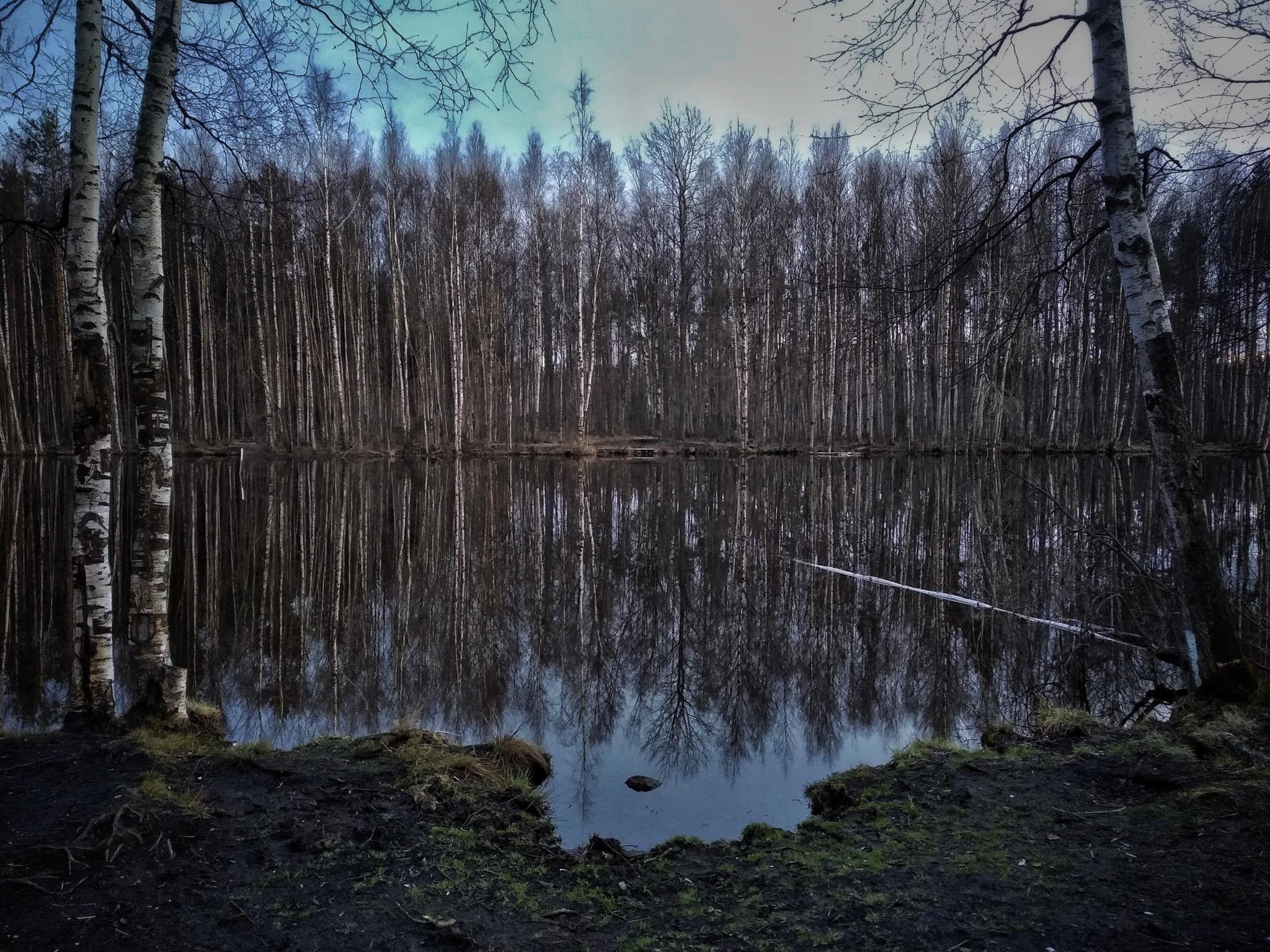 Why do birch trees make so much noise in Russia? - My, Mobile photography, Xiaomi Redmi 5 Plus