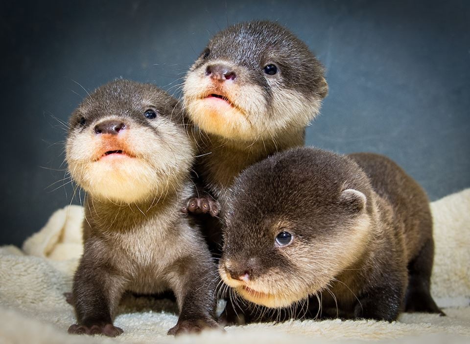 Otter) - Otter, Milota, Positive, Animals, The photo, Nature