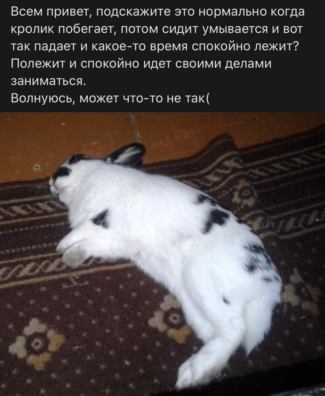 Когда кролик воет