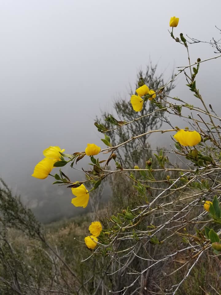 California - preamble - My, Nature, Overview, Longpost, California, USA