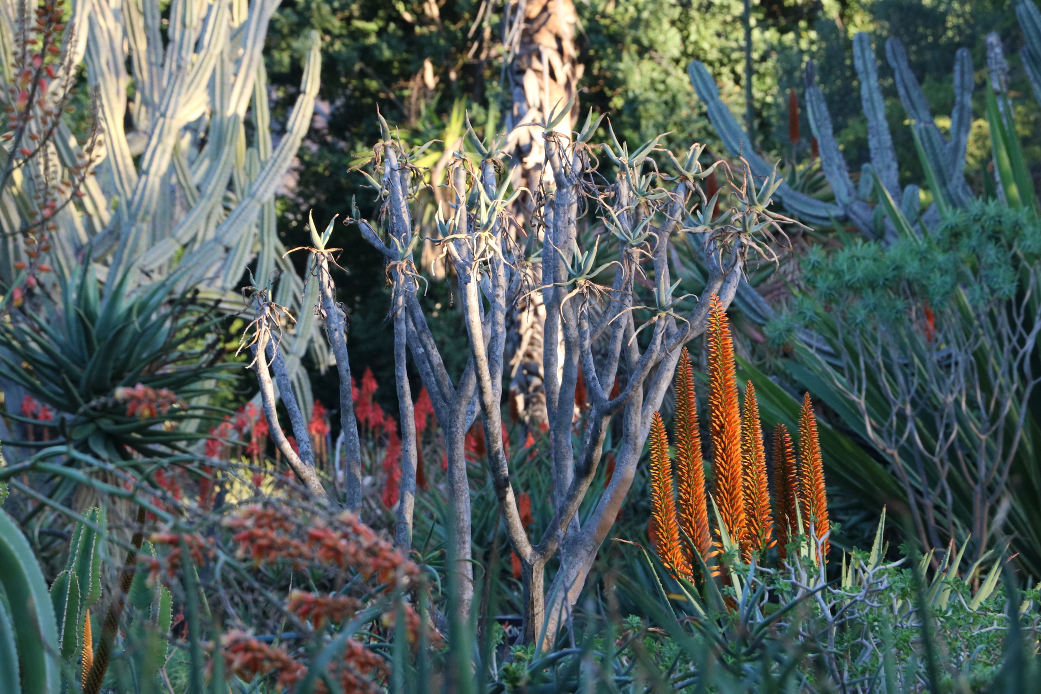 California - preamble - My, Nature, Overview, Longpost, California, USA