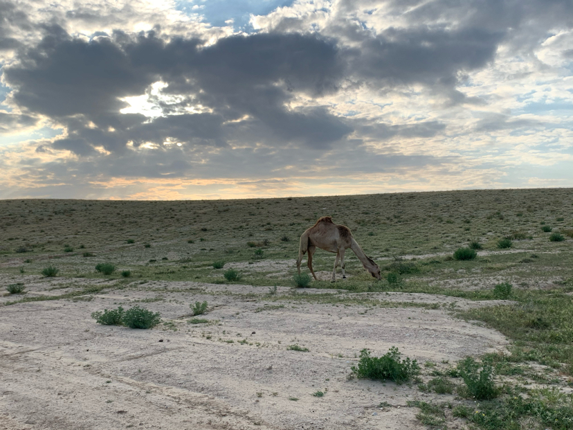 Negev Desert.Israel - My, Israel, Negev, Quarantine, Longpost