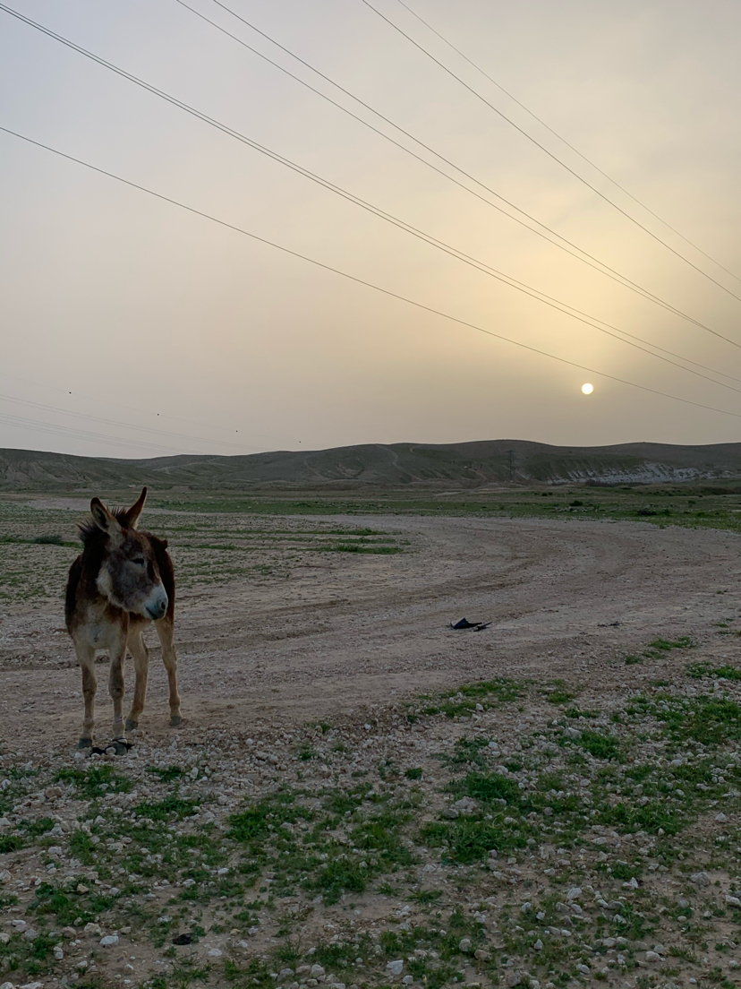 Negev Desert.Israel - My, Israel, Negev, Quarantine, Longpost