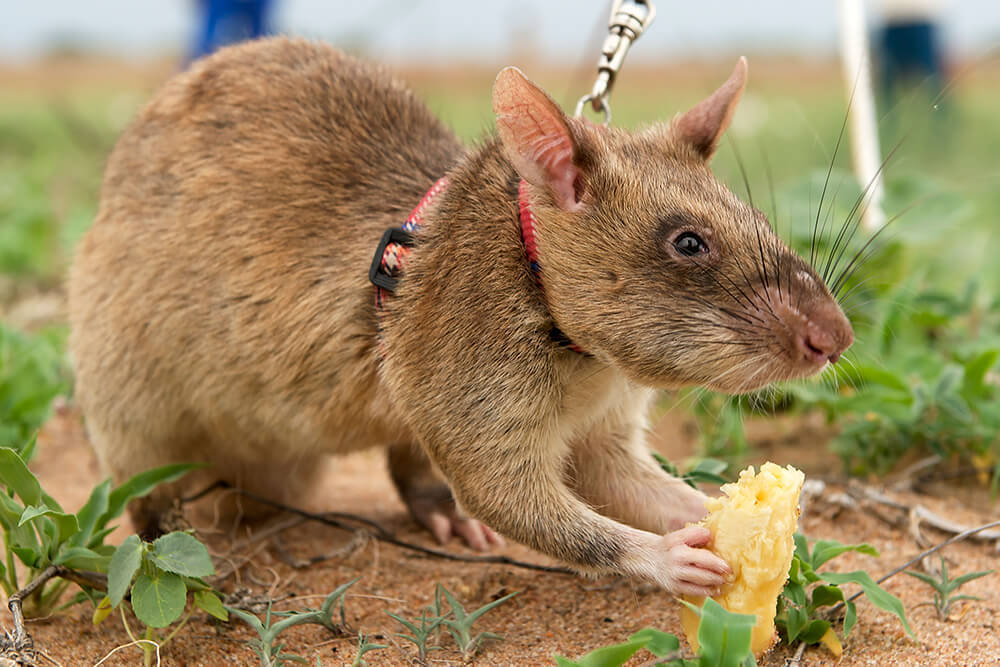 Is it legal to walk a rat these days? - Rat, Walking, Humor, Actual, Pets, The photo, Longpost