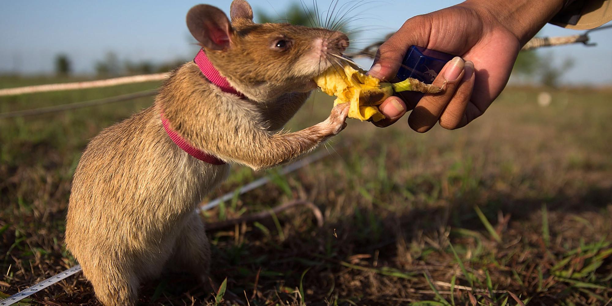 Is it legal to walk a rat these days? - Rat, Walking, Humor, Actual, Pets, The photo, Longpost