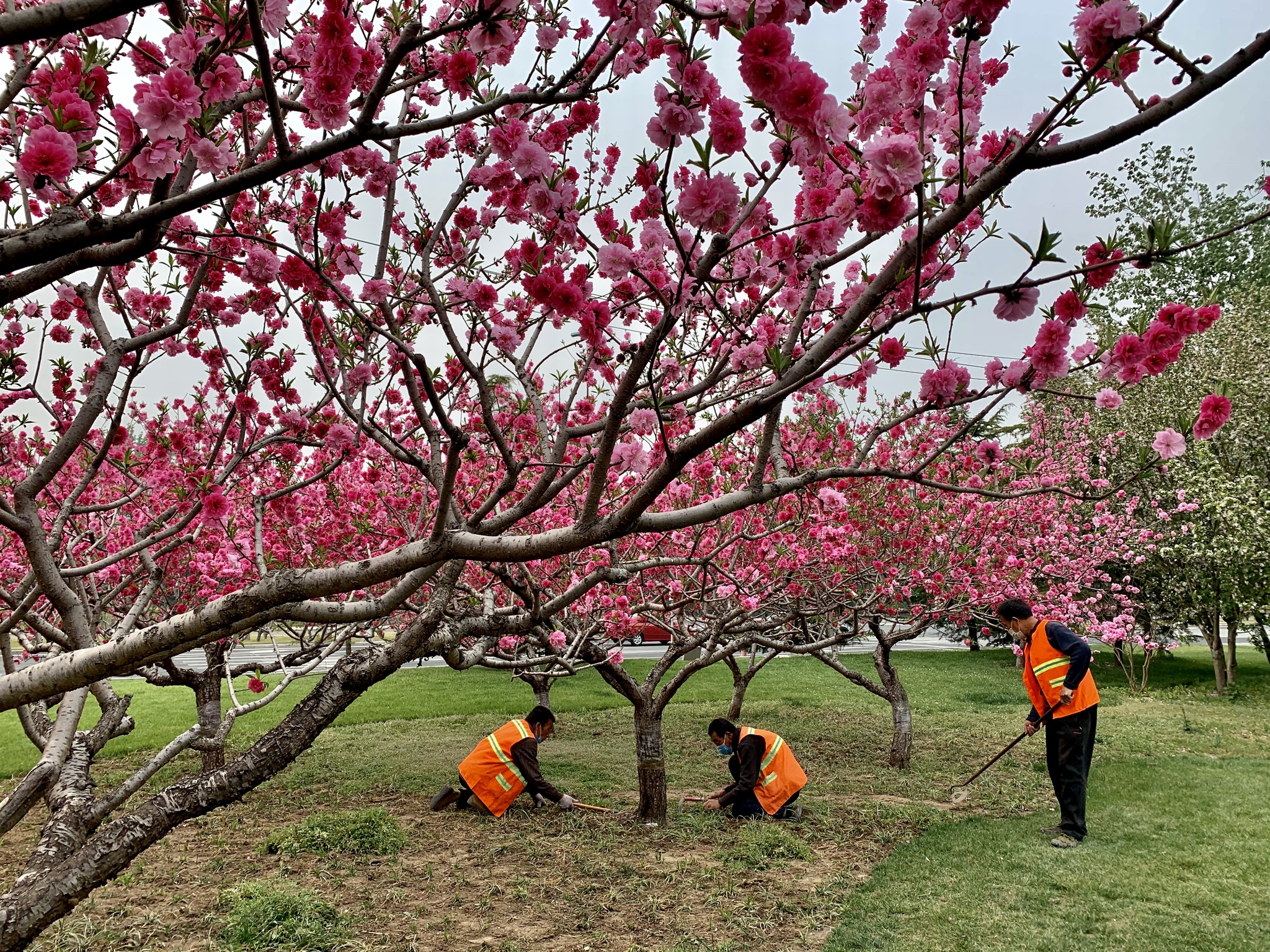 So that spring does not pass unnoticed - My, China, beauty, Nature, Spring, Flowers, The photo, Mobile photography, Longpost